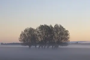 Willows: White Willow - trees in morning fog - Germany