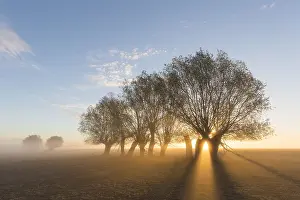 Willows: White Willow - trees at sunrise - Germany