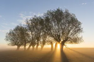 Willows: White Willow - trees at sunrise - Germany