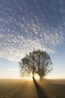 Willows: White Willow - trees at sunrise - Germany
