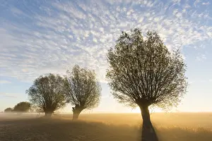 Willows: White Willow - trees at sunrise - Germany