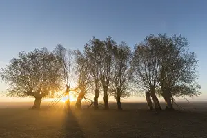 Rising: White Willow - trees at sunrise - Germany