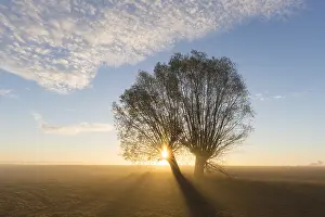 Rising: White Willow - trees at sunrise - Germany