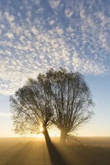 Rising: White Willow - trees at sunrise - Germany