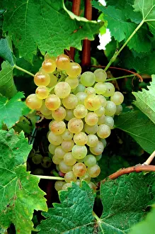 Cluster: White wine can be produced with Chardonnay grape
