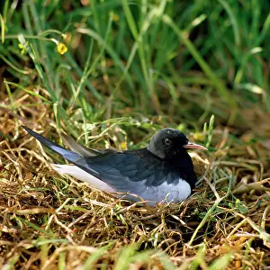 Zdenek Tunka: WHITE-WINGED BLACK TERN