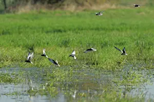 Chlidonias: White-winged Black Tern