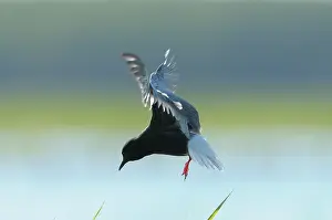 Chlidonias: White-winged Black Tern