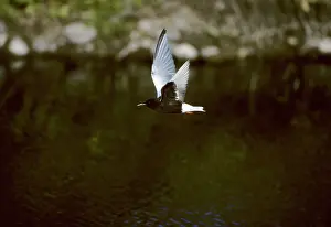 Chlidonias: White-Winged Black Tern - In Flight