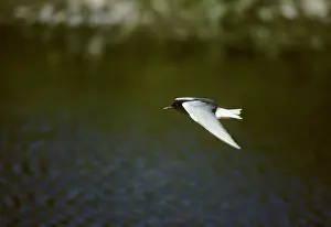 Chlidonias: White-winged Black Tern - In Flight