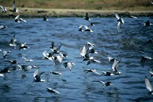 Chlidonias: White-winged Black Terns - in flight