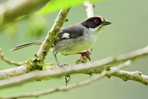 Tandayapa: White-winged Brush-finch