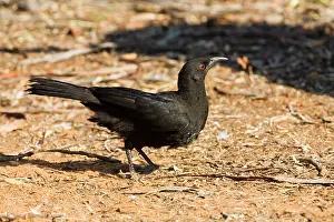 Chough: White-winged Chough