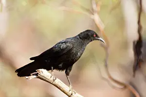 Chough: White-winged Chough