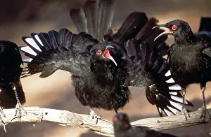 Auscape International: White-winged Chough - perform a spectacular display