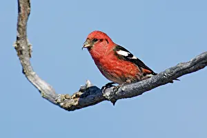 Crossbill: White-winged Crossbill