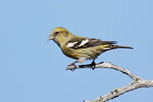 Crossbill: White-winged Crossbill