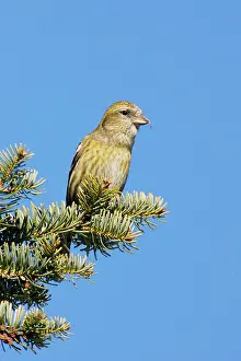 Crossbill: White-winged Crossbill