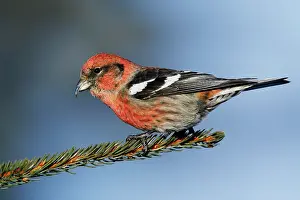 Crossbill: White-winged Crossbill