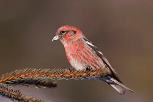 Crossbill: White-winged Crossbill