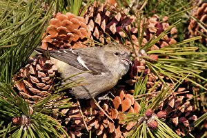 Crossbill: White-winged Crossbill - female feeding on pine cones