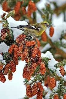 Crossbill: White-winged Crossbill, female sitting in spruce tree