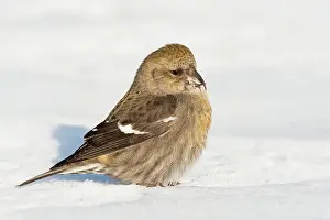 Crossbill: White-winged Crossbill - female in snow