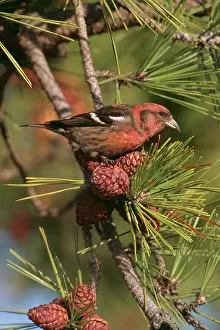 Crossbill: White-Winged CROSSBILL - male