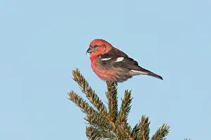 Crossbill: White-winged Crossbill - male
