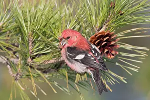 Crossbill: White-winged Crossbill - male feeding on pine cones