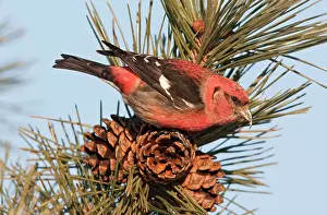Crossbill: White-winged Crossbill - male feeding on pine cones