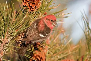 Crossbill: White-winged Crossbill - male feeding on pine cones