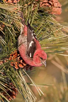 Crossbill: White-winged Crossbill - male feeding on pine cones