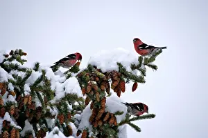 Crossbill: White-winged Crossbills feeding seeds from spruce cones