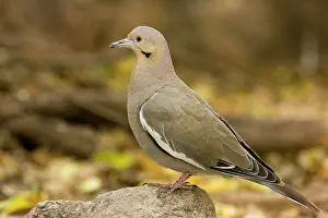 Zenaida: White-winged dove