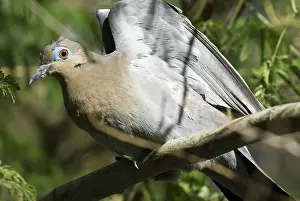 Zenaida: White-Winged Dove