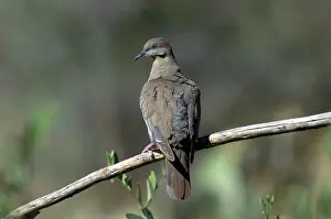 Doves: White-winged Dove