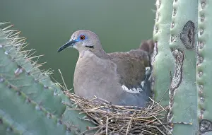 Doves: White-winged Dove