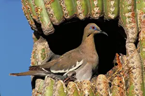 Gigantea: White winged dove