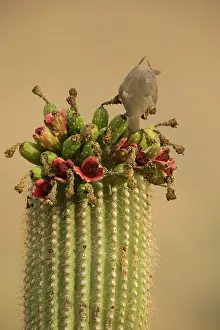Zenaida: White-winged Dove - feeding on saguaro fruits
