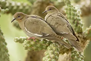 Cholla: White-winged Dove - Perched on cholla cactus