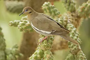Cholla: White-winged Dove - Perched on cholla cactus