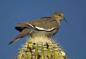 Zenaida: White-winged Dove - Perched on saguaro cactus