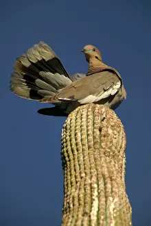 Zenaida: White-winged Dove - Perched on saguaro cactus