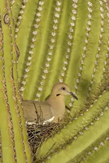Zenaida: White-winged Dove - Sitting on the nest which is