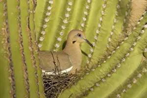 Zenaida: White-winged Dove - Sitting on the nest which is
