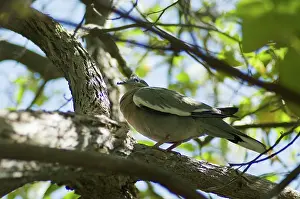Zenaida: White-winged Dove (Zenaida asiatica)