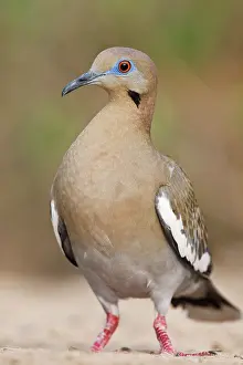 Zenaida: White-winged Dove (Zenaida asiatica) adult