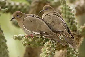 Doves: White-winged Doves (Zenaida asiatica) - Perched on cholla ca