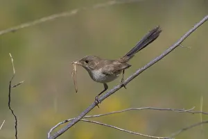 Grub: White-winged Fairy-wren